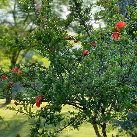 Mulino In Chianti Gaiole in Chianti