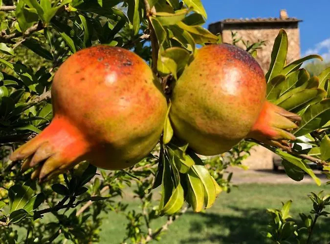 Mulino In Chianti דירה *